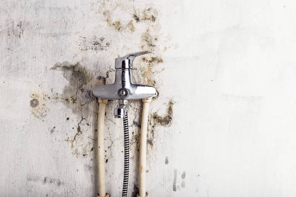 Best Local Mold Removal Service  in Henderson, TN