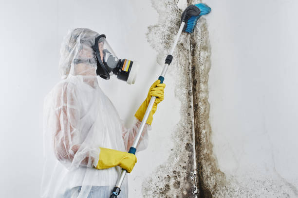 Best Toxic Mold Removal  in Henderson, TN