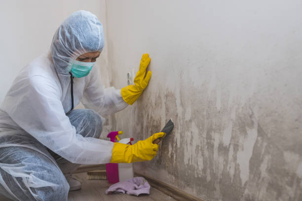 Best Fast Mold Removal  in Henderson, TN