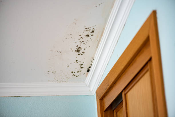 Best Attic Mold Removal  in Henderson, TN