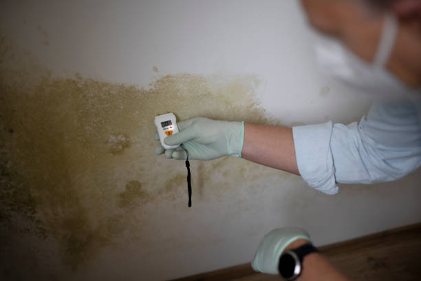 Best Mold Removal Specialists  in Henderson, TN
