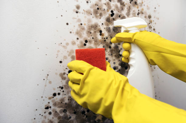 Best Mold Removal Near Me  in Henderson, TN