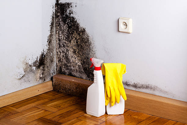 Best Certified Mold Removal  in Henderson, TN